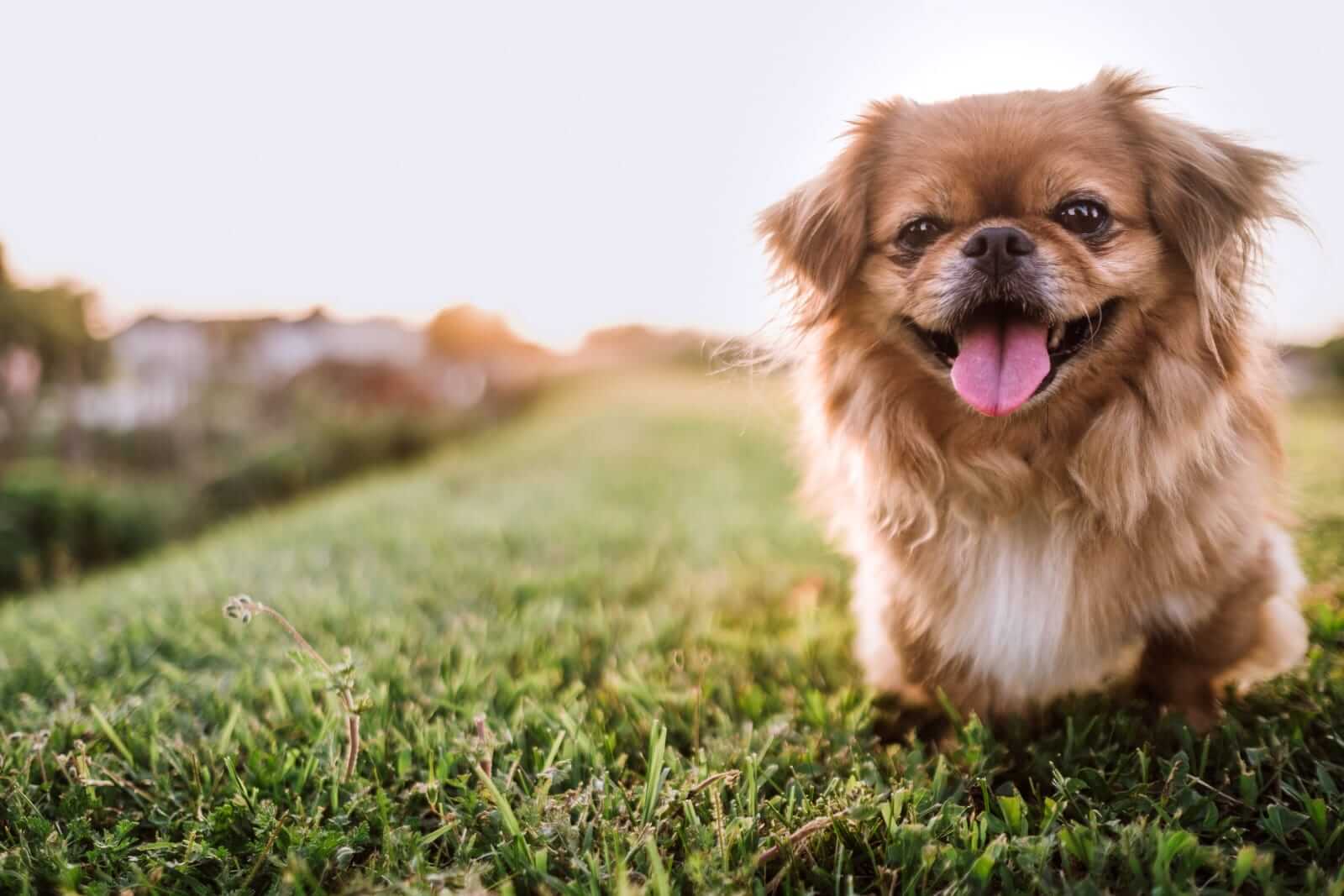 5 HDB-Approved Dogs For Your Lifestyle